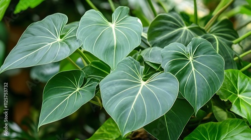 Philodendron Gloriosum: Heart-Shaped Leaves in Lush Greenery photo