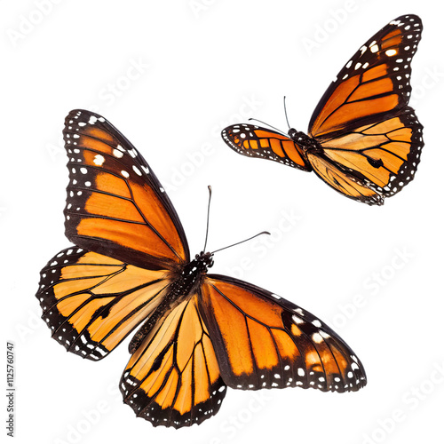 Two monarch butterflies showcase their striking orange and black wings while isolated against a transparent background highlighting their beauty and detail