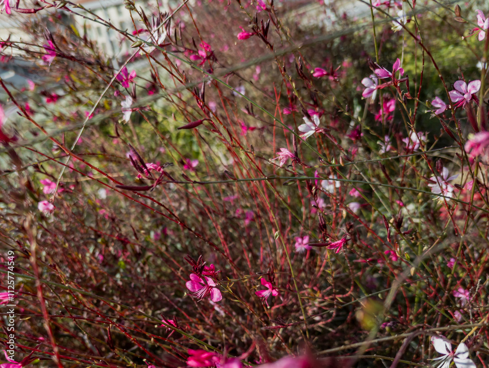 Lindheimer's beeblossom, white gaura, pink gaura, Lindheimer's clockweed, Marmara, Turkey Lindheimer's beeblossom, white gaura, pink gaura, Lindheimer's clockweed, Marmara, Turkey