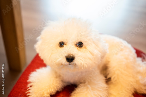 Wallpaper Mural Cute white dog of the Bichon Frize breed Torontodigital.ca