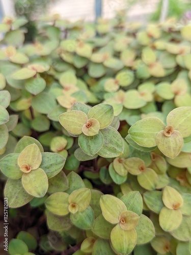 Close-up of Callisia repens, Turtle Vine, Creeping Inch Plant, small, round green leaves. photo