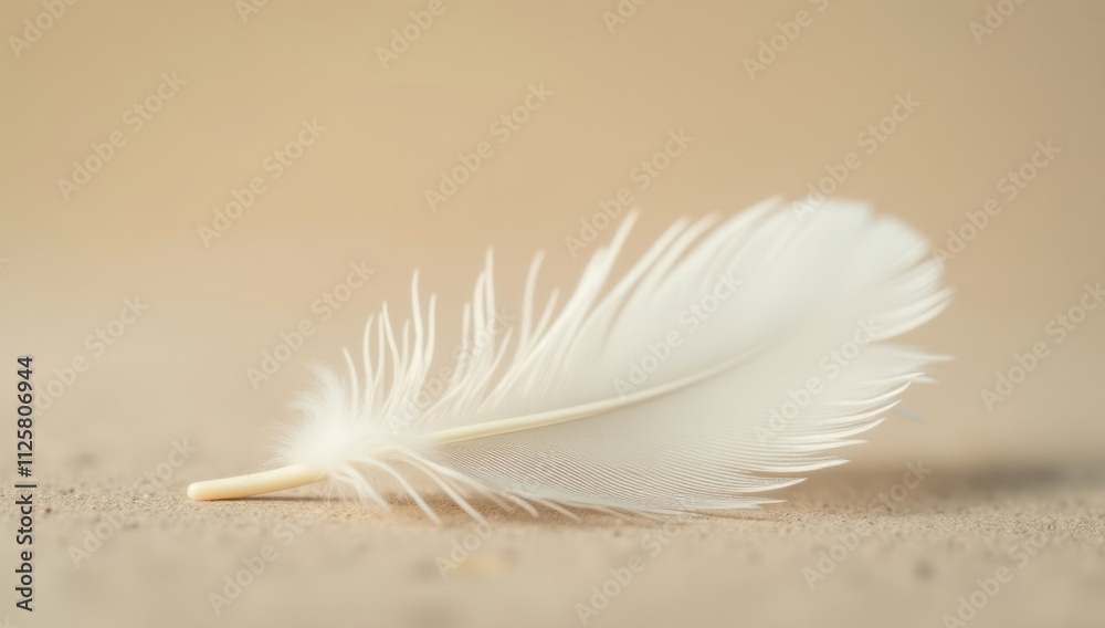 Macro Shot of White Feather on Smooth beige background. Ideal for meditation apps, wellness branding, or interior decor Macro Shot of White Feather on Smooth beige background. Ideal for meditation apps, wellness branding, or interior decor