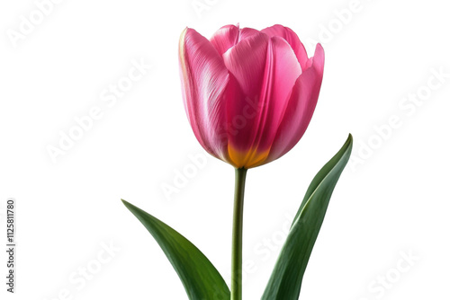 Beautiful pink Tulip isolated on transparent background