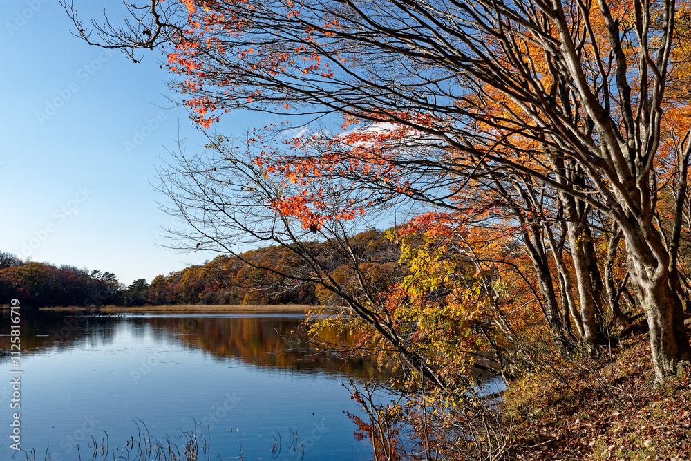 Obraz premium 美しい観音沼森林公園の秋の紅葉