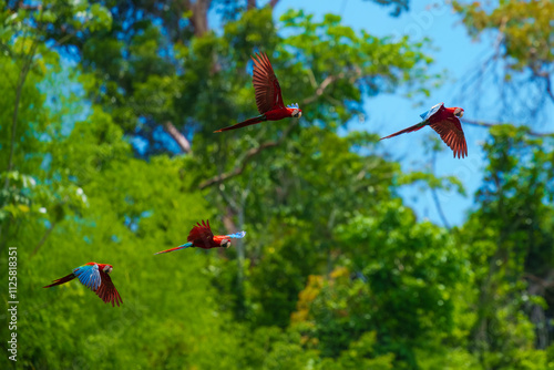 Red-and-green macaw -ara chloroptera- soars above the forest. this macaw is a vivid example of the thousand or so bird species found in madidi national park- bolivia photo