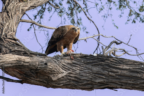 The booted eagle (Hieraaetus pennatus) photo