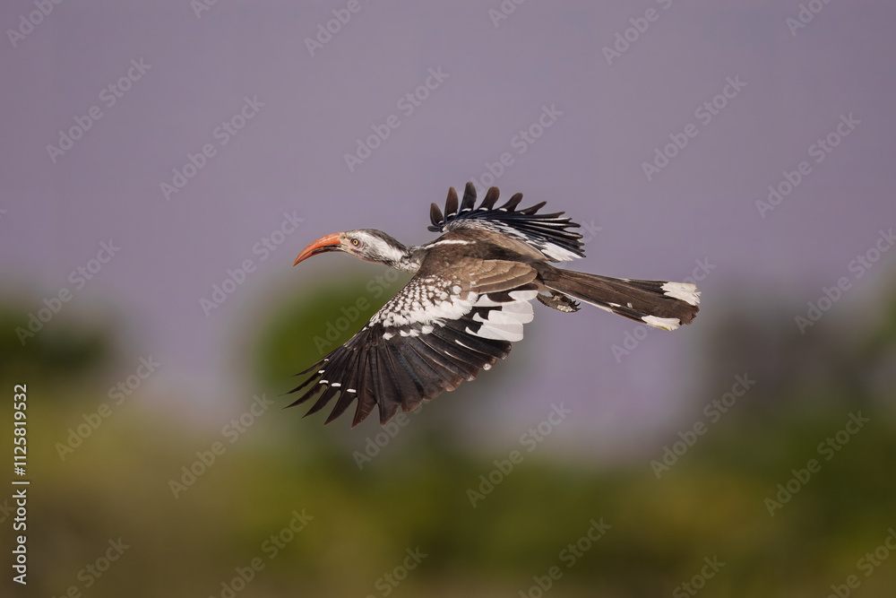 Fototapeta premium Southern Yellow-billed Hornbill, Tockus leucomelas, bird with big bill in the nature habitat with evening sun, sitting on the branch, on the ground, close up, flying
