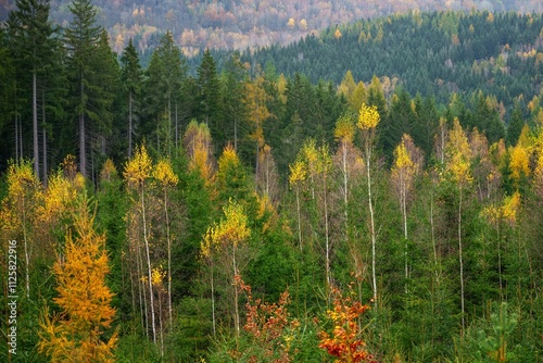 Autumn forest. Fall nature. Autumn picturesque background. Vibrant color tree, red orange foliage in fall park. Nature change Yellow leaves in october season. Autumn forest on a sunny day. Krusne Hory photo