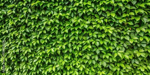 Wall of green natural leaves plants, nature, green, foliage, lush, environment, botanical, outdoors, growth, background