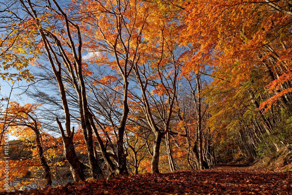 観音沼森林公園の秋の紅葉 観音沼森林公園の秋の紅葉