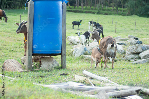 cabra, animal, chacras, mamífero, naturaleza, césped, café, ganado, animal, agricultura, blanco, dehesa, verano, administrar, campa, verde, domestica, pelaje, bocinas, retrato, bocinas, borregos, corn