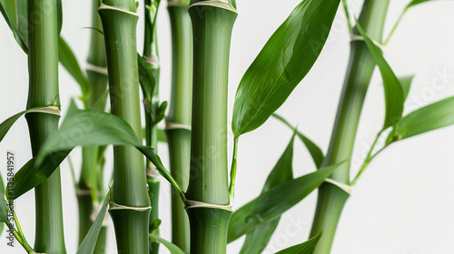 bamboo forest background