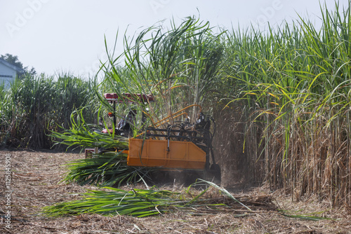 Tractor Operating in a Sugarcane Field During Harvesting Season, Showcasing Agricultural Technology and Modern Farming Practices photo