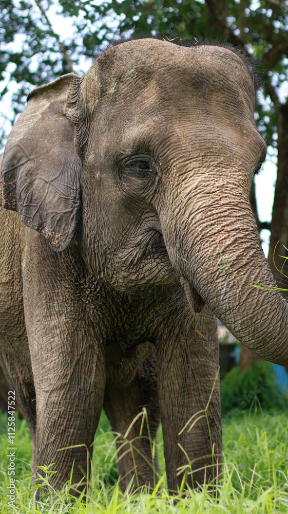 Fototapeta premium A closeup of Asian Elephant,Asian elephant is the largest land mammal on the Asian continent. They inhabit dry to wet forest and grassland habitats 