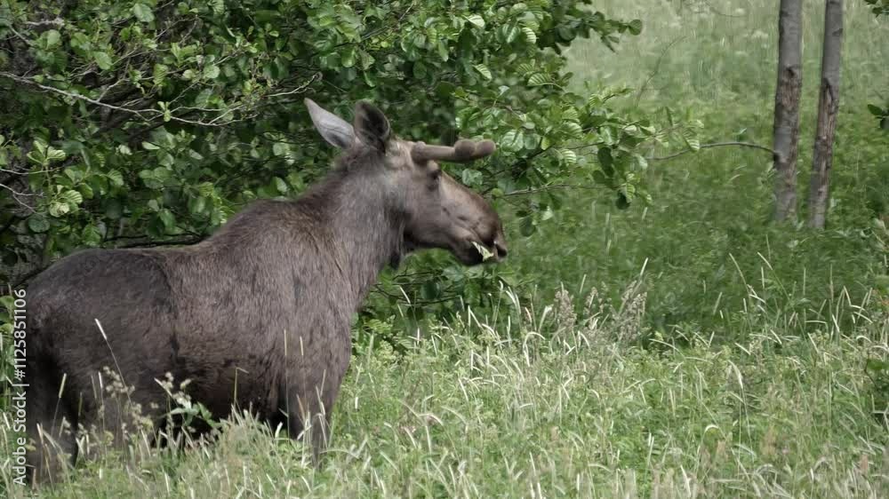 A wild moose enjoys chewing some plants during a breezy summer's day. A wild moose enjoys chewing some plants during a breezy summer's day.