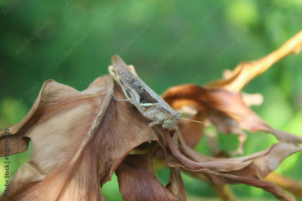 Fototapeta premium Grasshopper on the surface of a leaf.. A grasshopper landed on a leaf