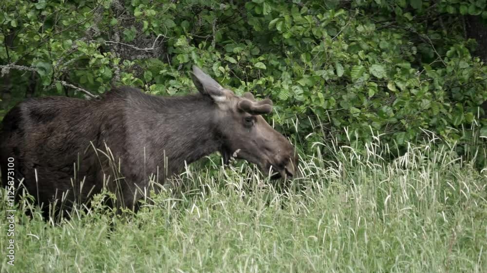 Moose eating tall grasses during a windy summer's day. Moose eating tall grasses during a windy summer's day.