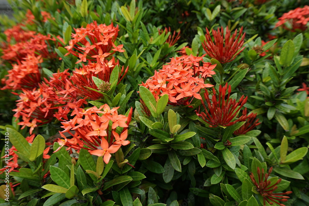 Red and Orange Flowers