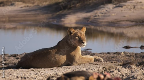 Lioness and male African lion lying down relaxing at sunset. Shot in 4K Resolution photo