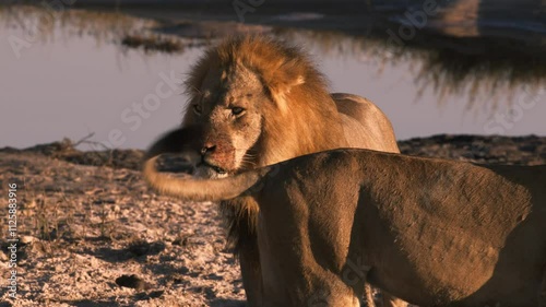 Horrible Male and Female Lions eating his prey at Chobe National Park, Botswana, South Africa at sunset. Shot in 4K Resolution photo