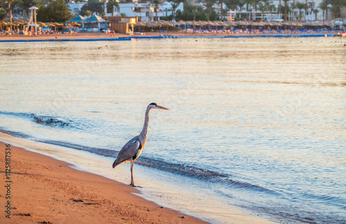 Gray heron fishing on the beach of the Red Sea. Naama Bay beach, Sharm El Sheikh, Egypt photo