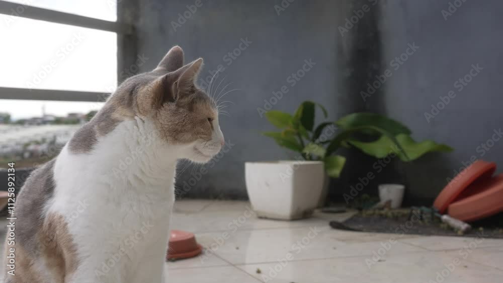 Órbita de gato blanco con manchas en camara lenta desde un balcón con plantas de fondo