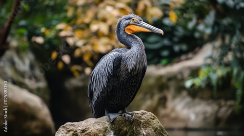 A dark grey heron with an orange beak perched on a rock