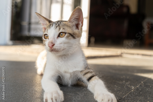 Close-up of a young domestic cat lying on the floor, illuminated by soft natural light, showcasing its curious expression and relaxed posture.