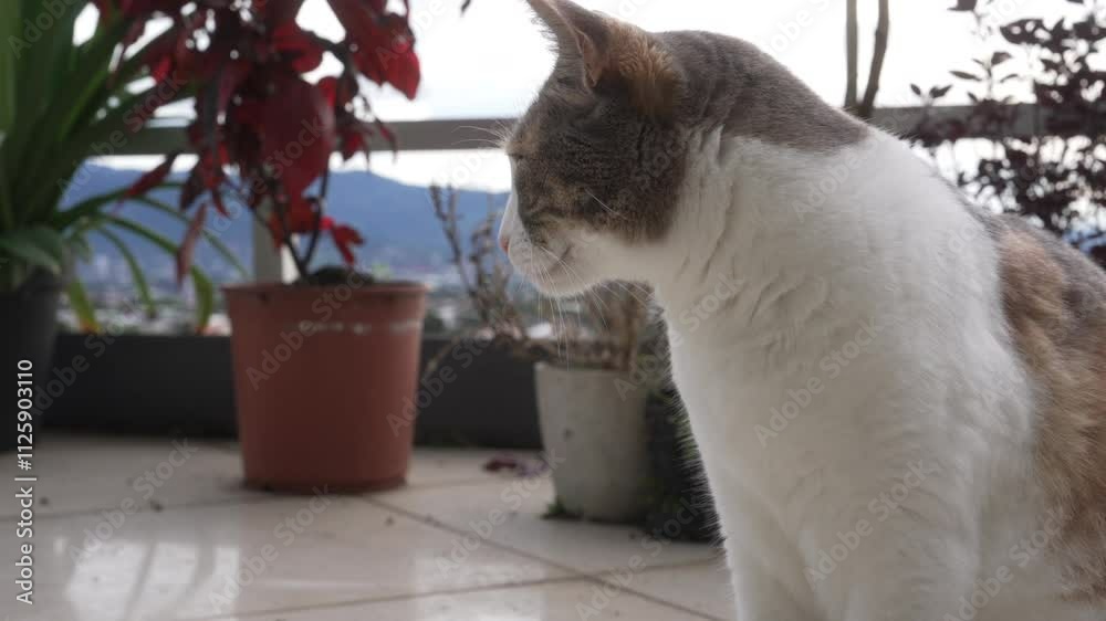 Órbita de gato blanco con manchas en camara lenta desde un balcón con plantas de fondo