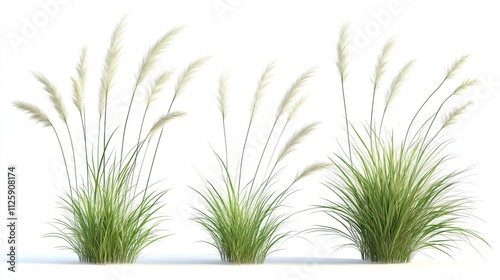 87.Isolated set of Argentine needle-grass with finely textured leaves, shown in high detail with its slender, arching blades; the grass appears feathery and light, giving an impression of gentle