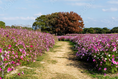 Cosmos field at Uminonakamichi Park in Fukuoka, Japan photo