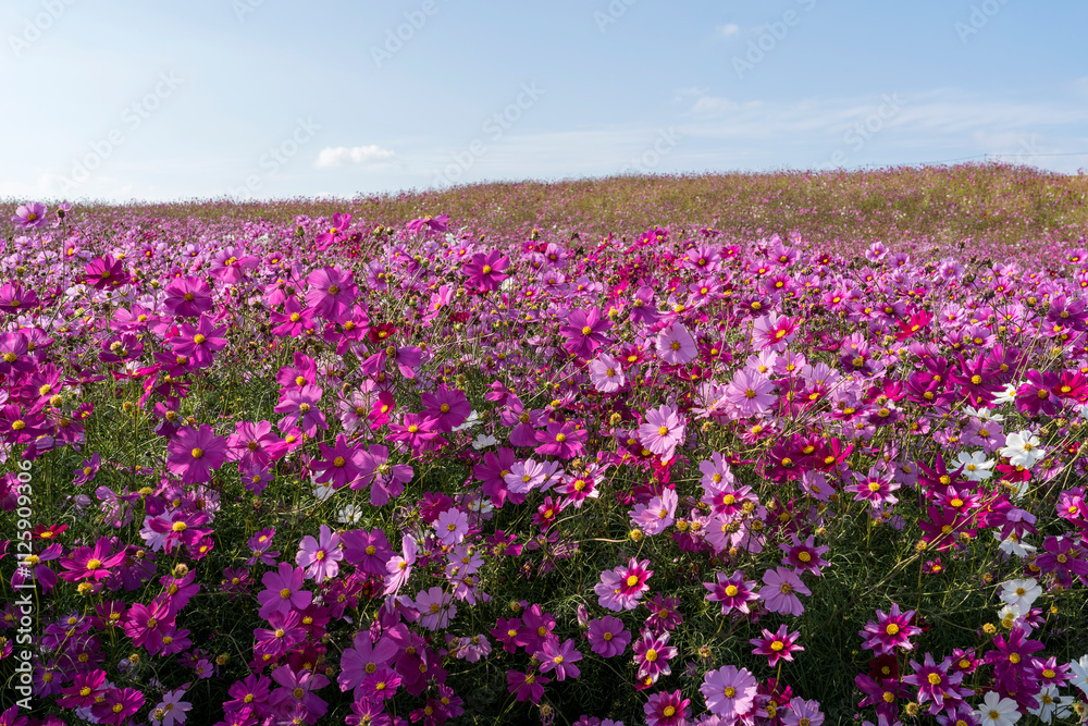 Cosmos field at Uminonakamichi Park in Fukuoka, Japan Cosmos field at Uminonakamichi Park in Fukuoka, Japan