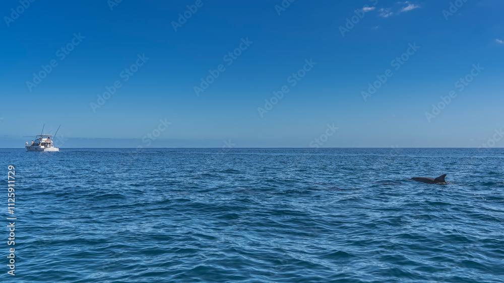 Obraz premium The dolphin's back and dorsal fin are visible above the surface of the blue ocean. A white yacht in the distance. Clear azure sky. Dolphin watching. Mauritius.
