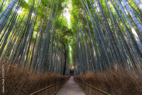 Arashiyama Bamboo Forest