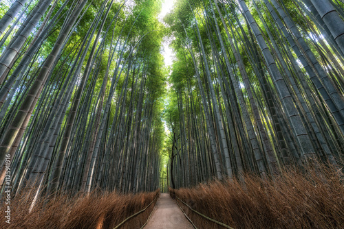 Arashiyama Bamboo Forest