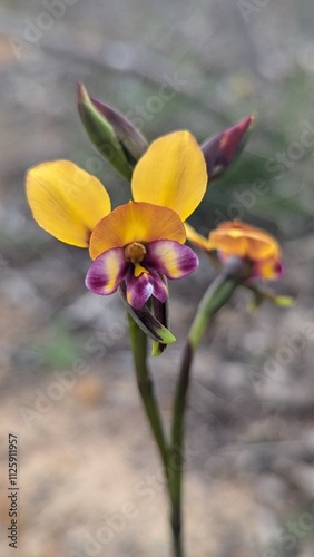 Arrowsmith donkey orchid photo