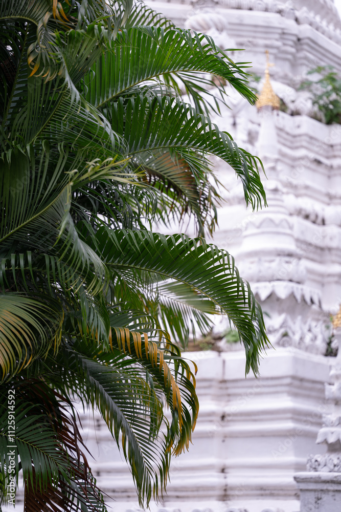 Fototapeta premium Lush vegetation in a Buddhist temple. Areca palm