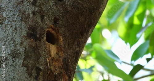 The small opening of a Moustached Barbet Psilopogon incognitus nest in a forest in Thailand. photo