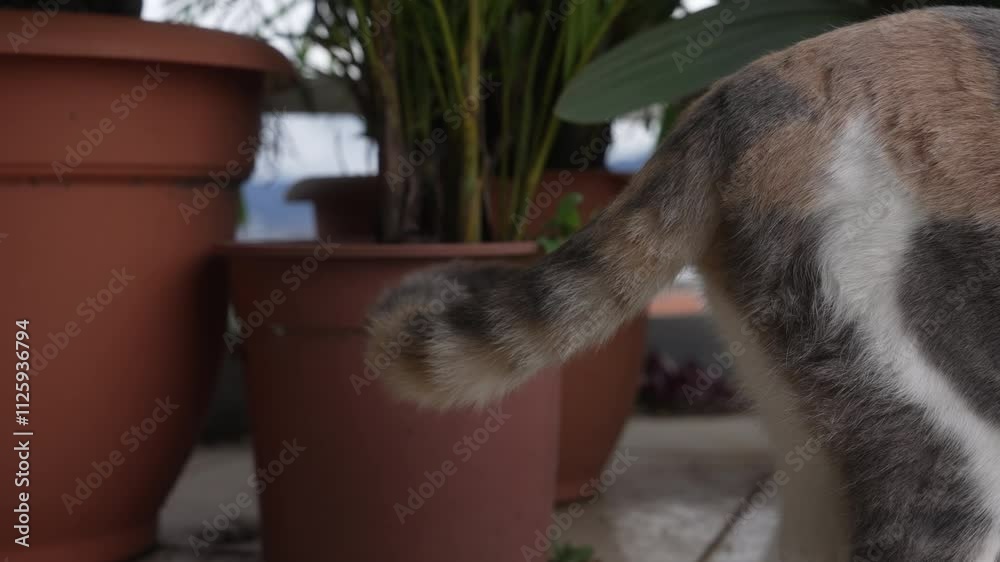 Gata con manchas moviendo la cola en camara lenta con plantas al fondo