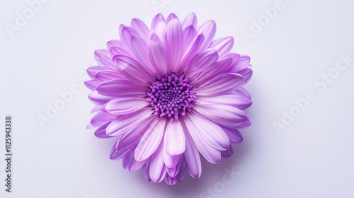 chrysanthemum flower