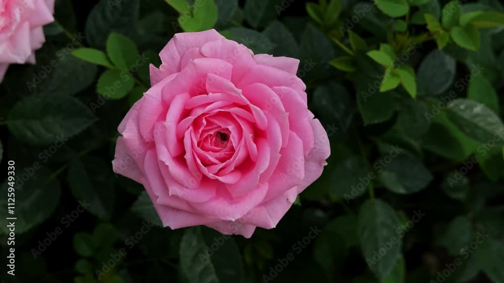 Beautiful pink rose on a green background. Beautiful pink rose on a green background.