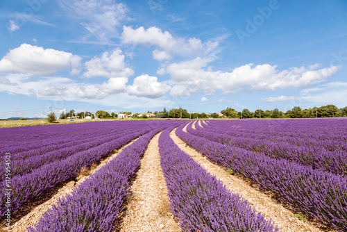 Lavender field in summer, Provence, France photo