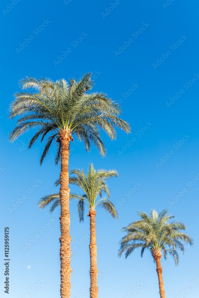 Palm tree with green leaves on blue background Palm tree with green leaves on blue background