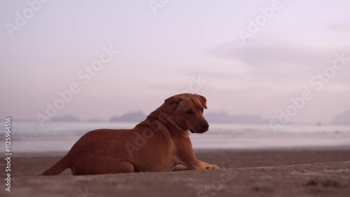 A lonely dog waiting for its beloved owner on the beach.