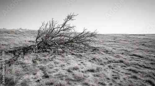 31.A dry, open plain in eastern Colorado, with thorny dead bushes scattered across the landscape. The bushes are twisted and brittle, with branches tangling in dense clusters, while a few tumbleweeds