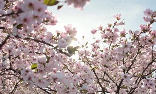 A close-up view of a cherry blossom tree in full bloom, showcasing delicate pink flowers.
