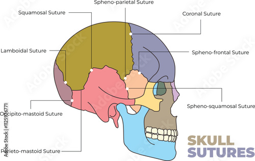 illustration of skull sutures diagram