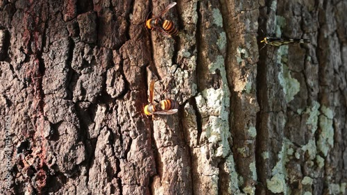 樹液を吸いに来た蝶を追い払うスズメバチ