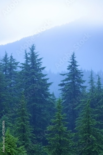 Misty forest landscape with tall evergreen trees and a mountain backdrop.