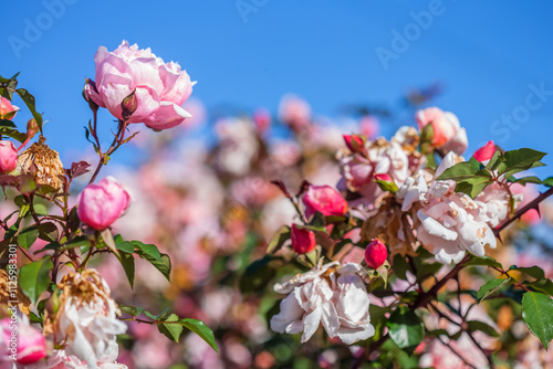 Massif de roses anciennes  photo